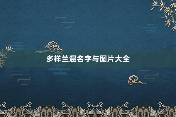 多样兰混名字与图片大全